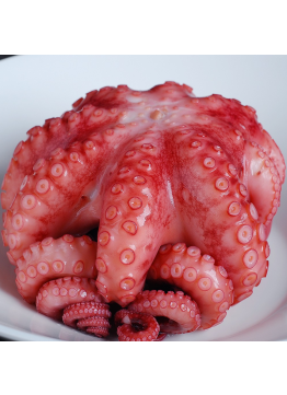 .자숙 문어 (원물-라운드)