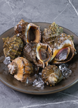 참소라살 (피뿔고둥살)